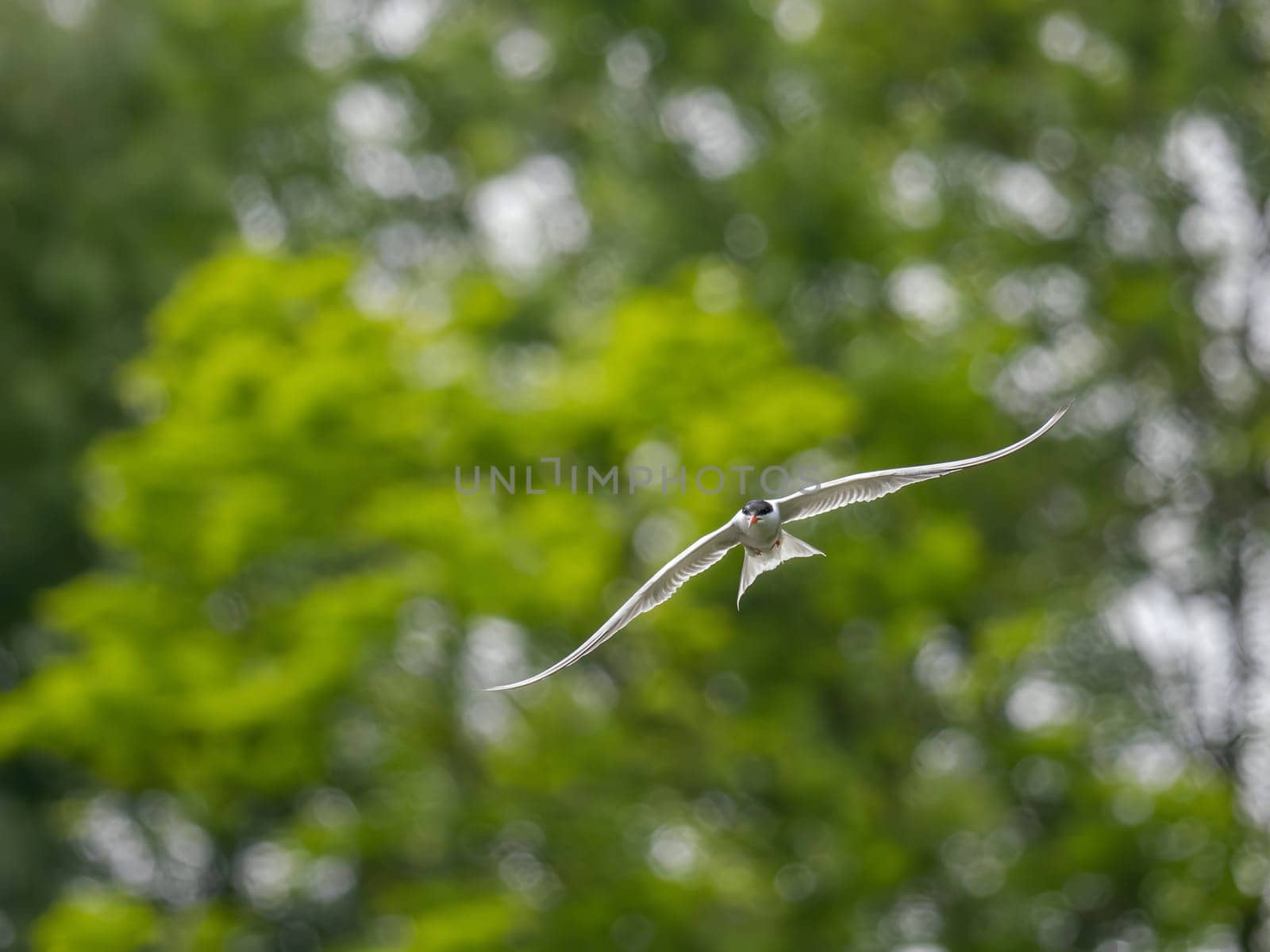 Common Tern soaring through the air amidst lush green foliage.