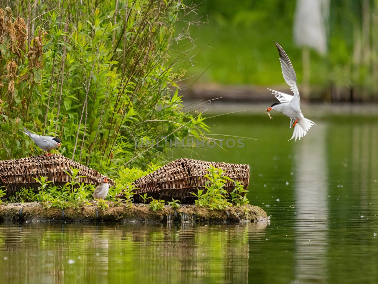 Common Tern in flight, gracefully capturing a fish in its beak.