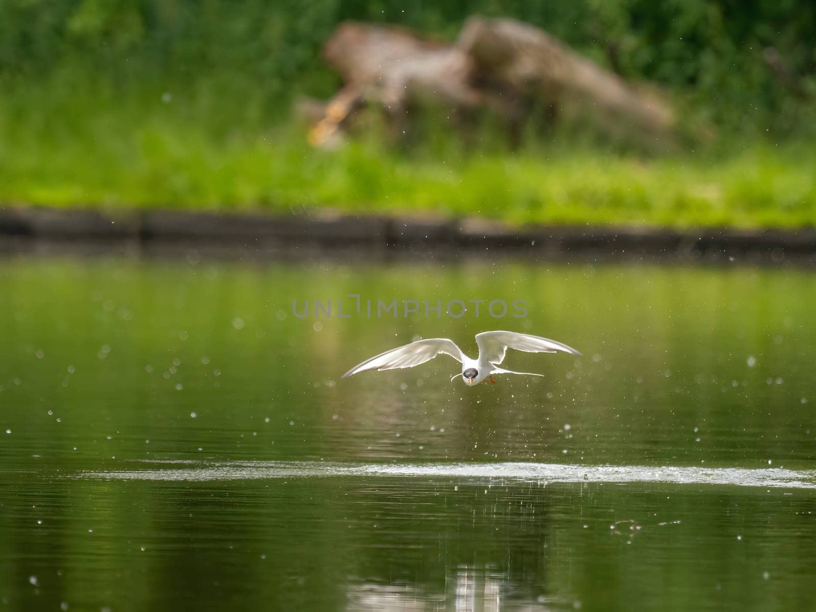 A Common Tern gracefully gliding through the air above the shimmering water, its wings outstretched as it searches for its next meal.