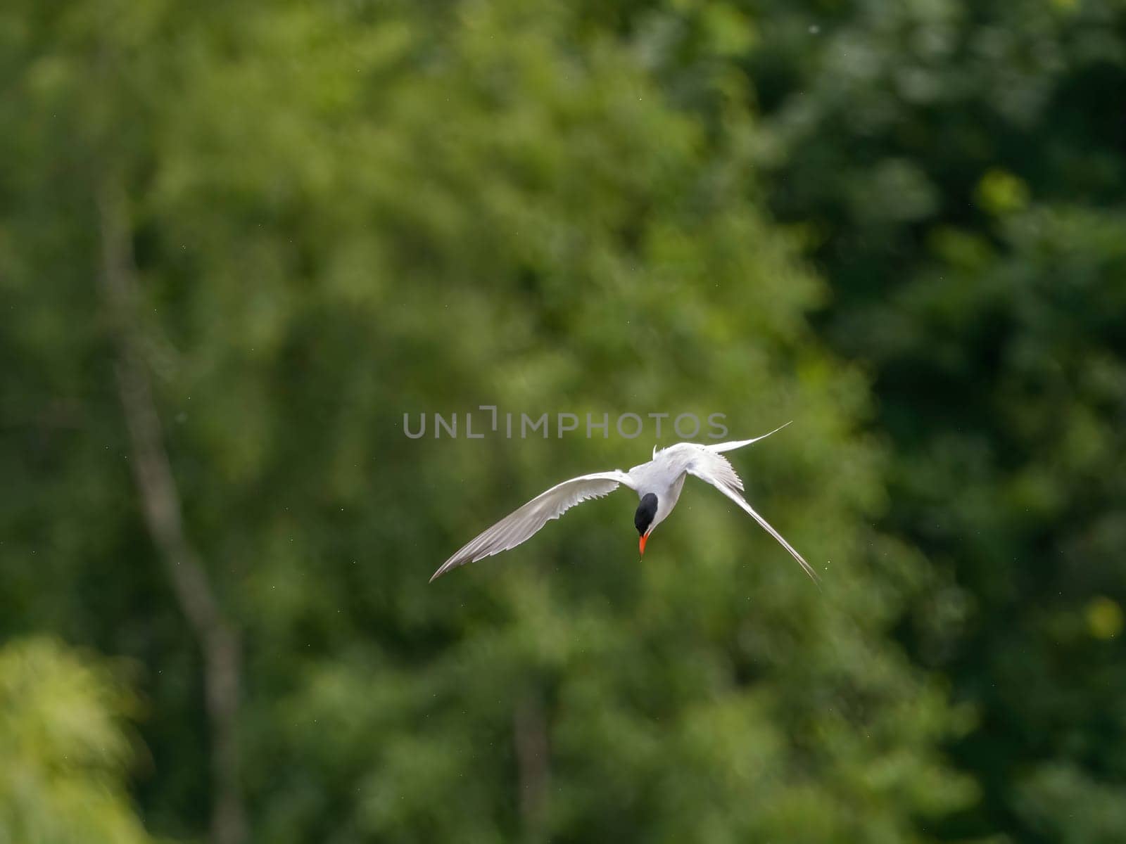 Common Tern soaring through the air amidst lush green foliage.