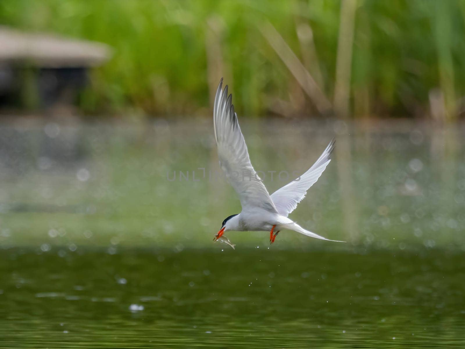 Common Tern in flight, gracefully capturing a fish in its beak.