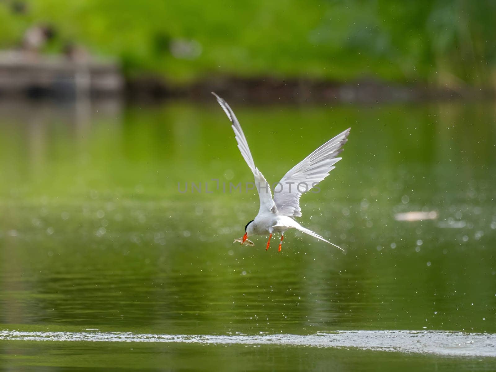 Common Tern in flight, gracefully capturing a fish in its beak.