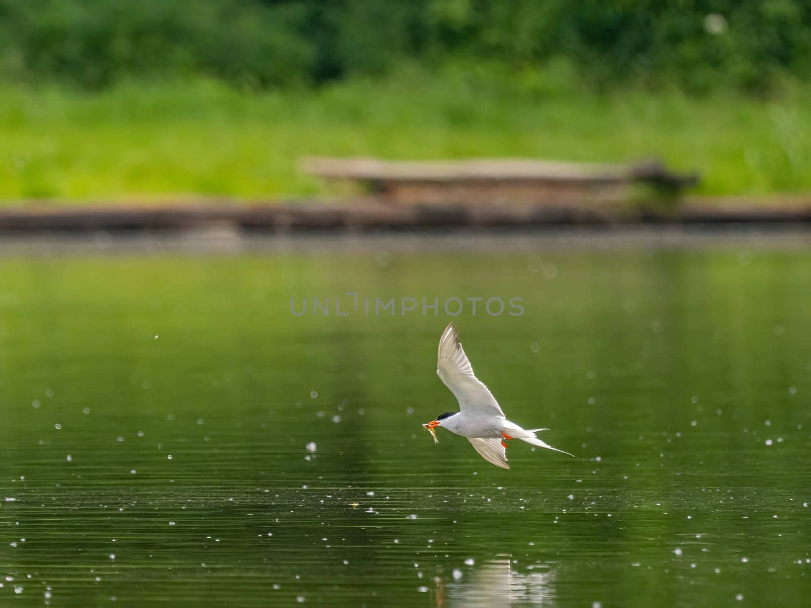 Common Tern in flight, gracefully capturing a fish in its beak.