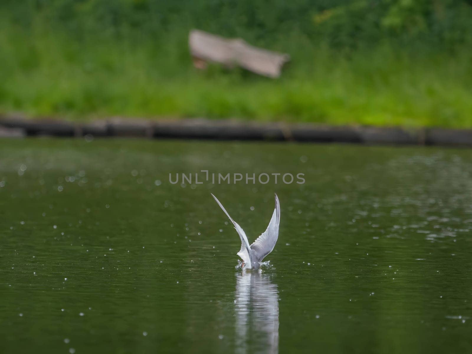 Common Tern in flight, gracefully capturing a fish in its beak.