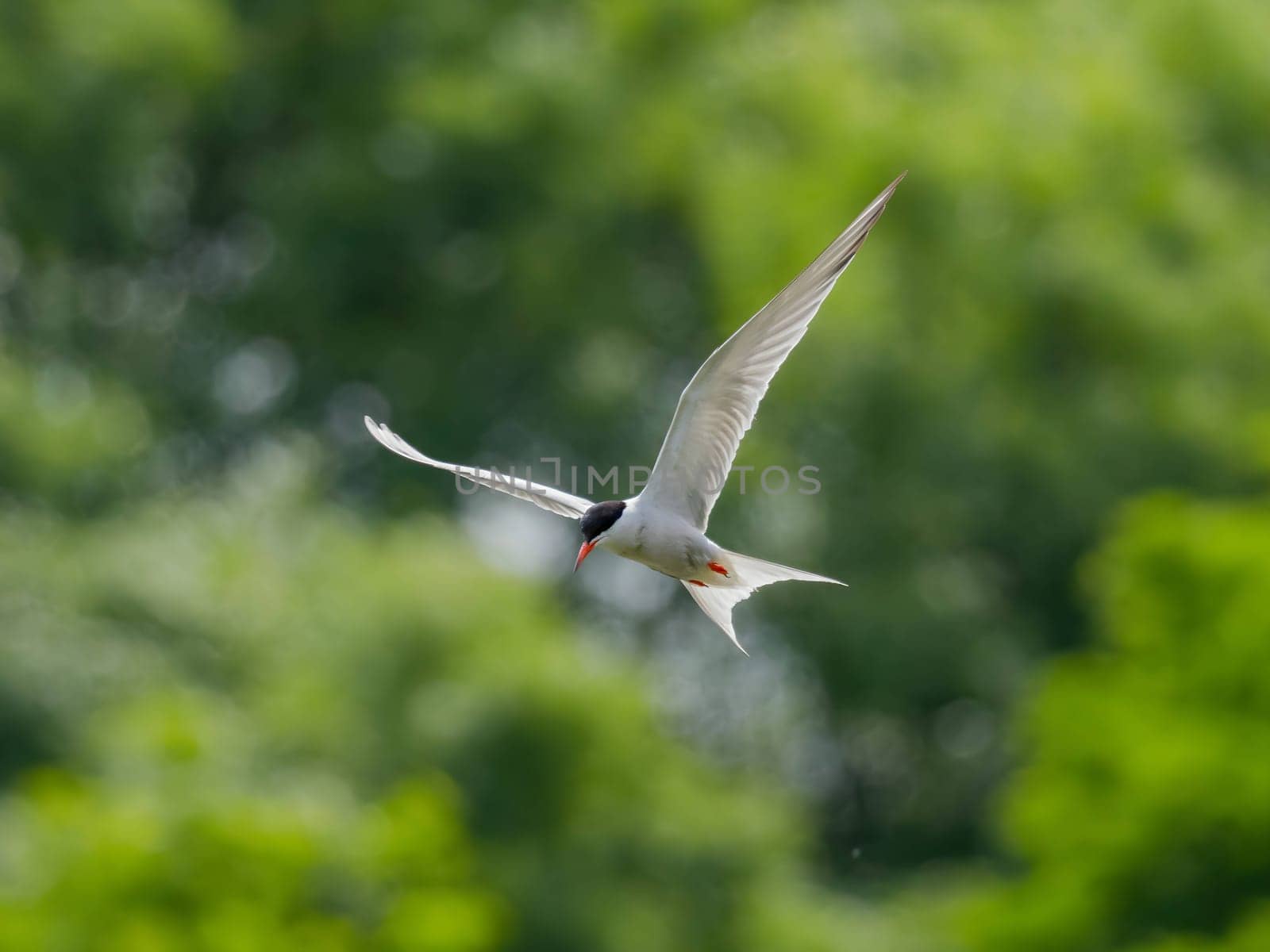 Common Tern soaring through the air amidst lush green foliage.