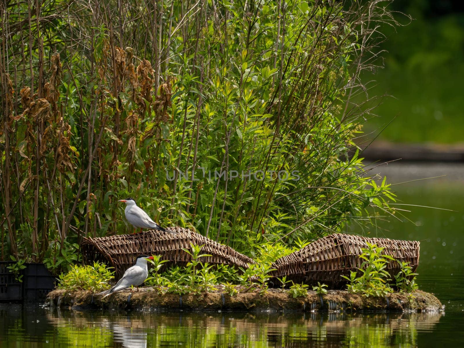 Common Tern at the breeding ground, tending to its young chicks.