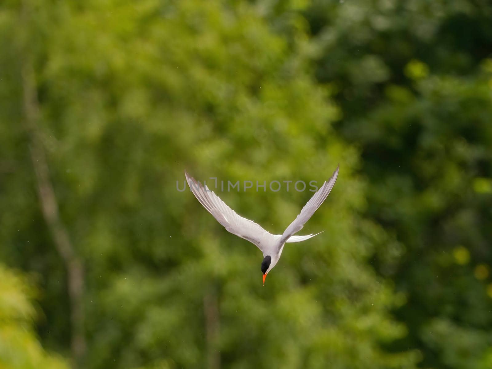 Common Tern soaring through the air amidst lush green foliage.