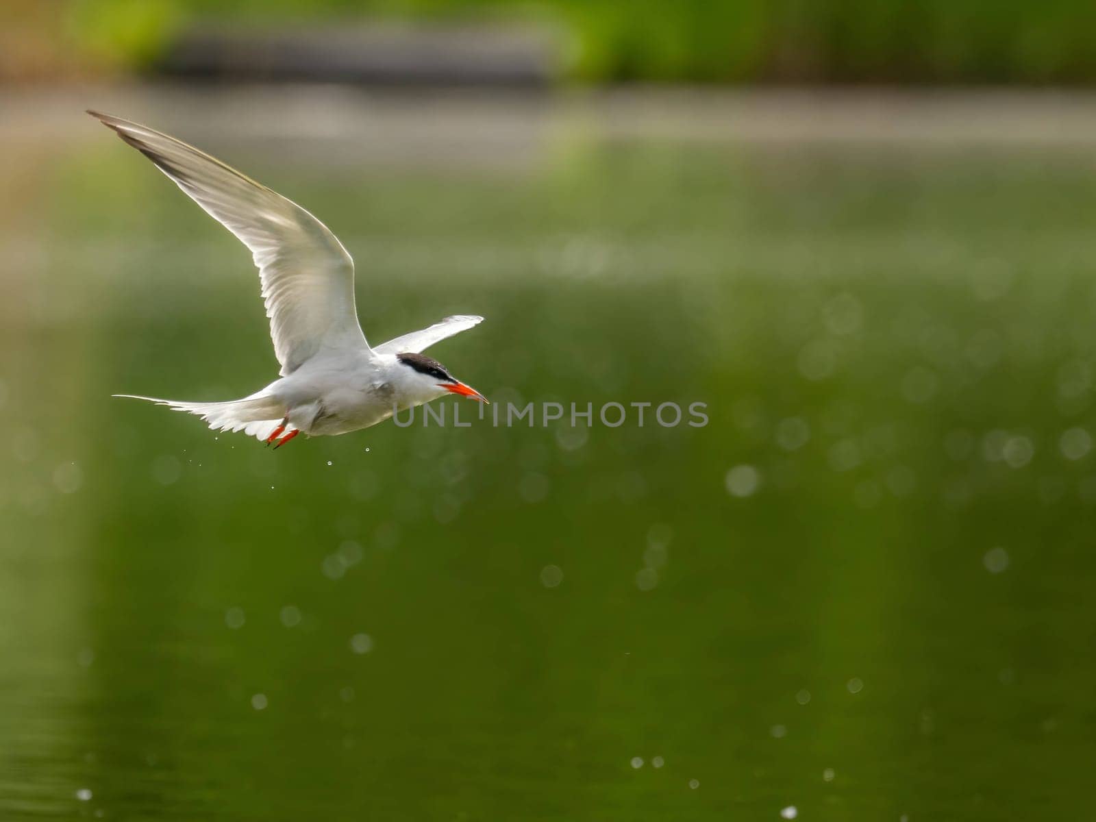 A Common Tern gracefully gliding through the air above the shimmering water, its wings outstretched as it searches for its next meal.