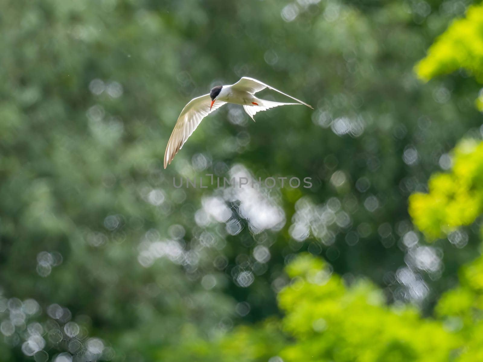 Common Tern soaring through the air amidst lush green foliage.