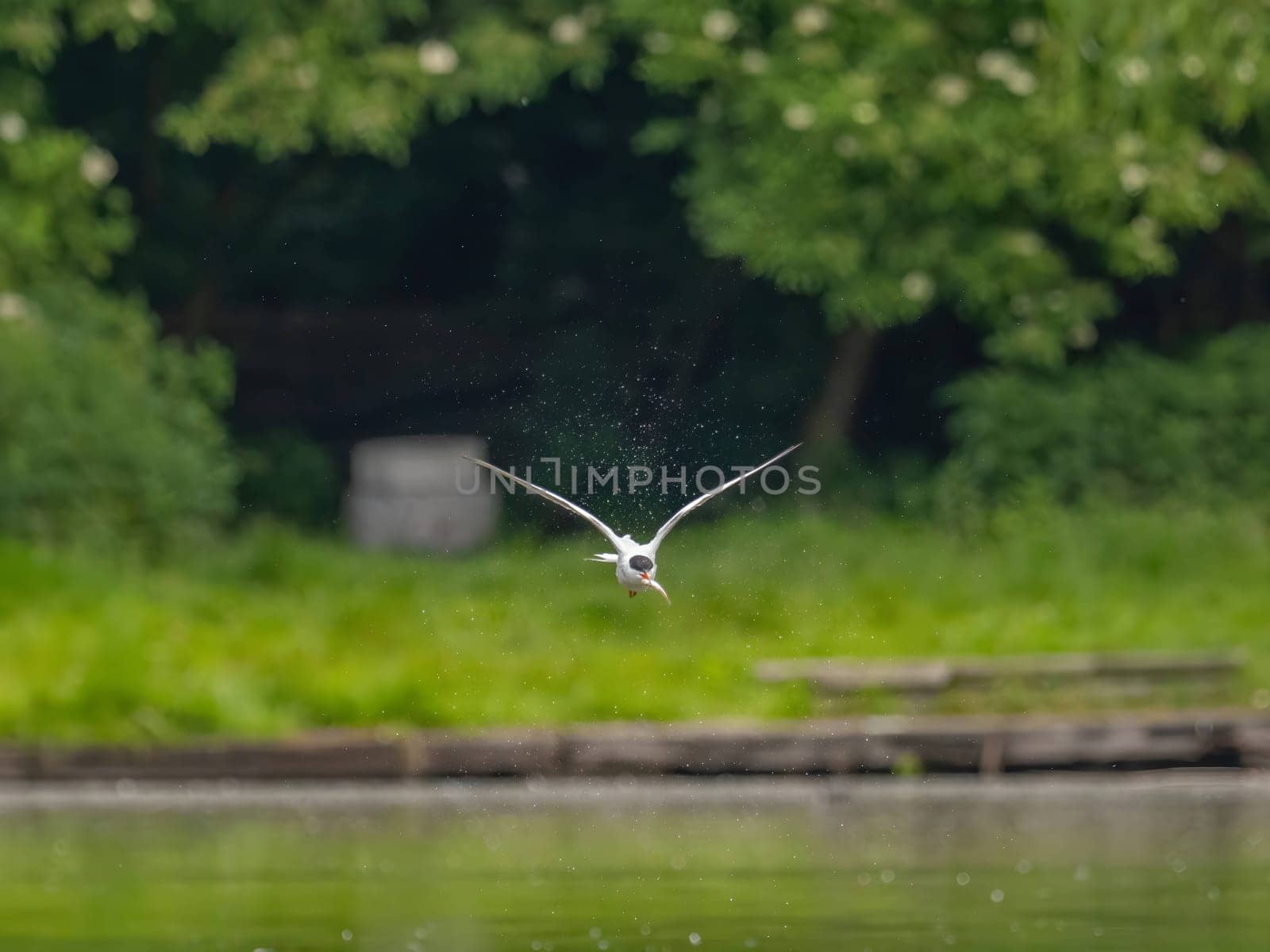 Common Tern soaring through the air amidst lush green foliage.