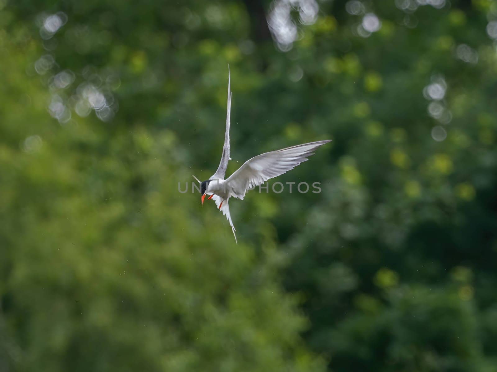 Common Tern soaring through the air amidst lush green foliage.