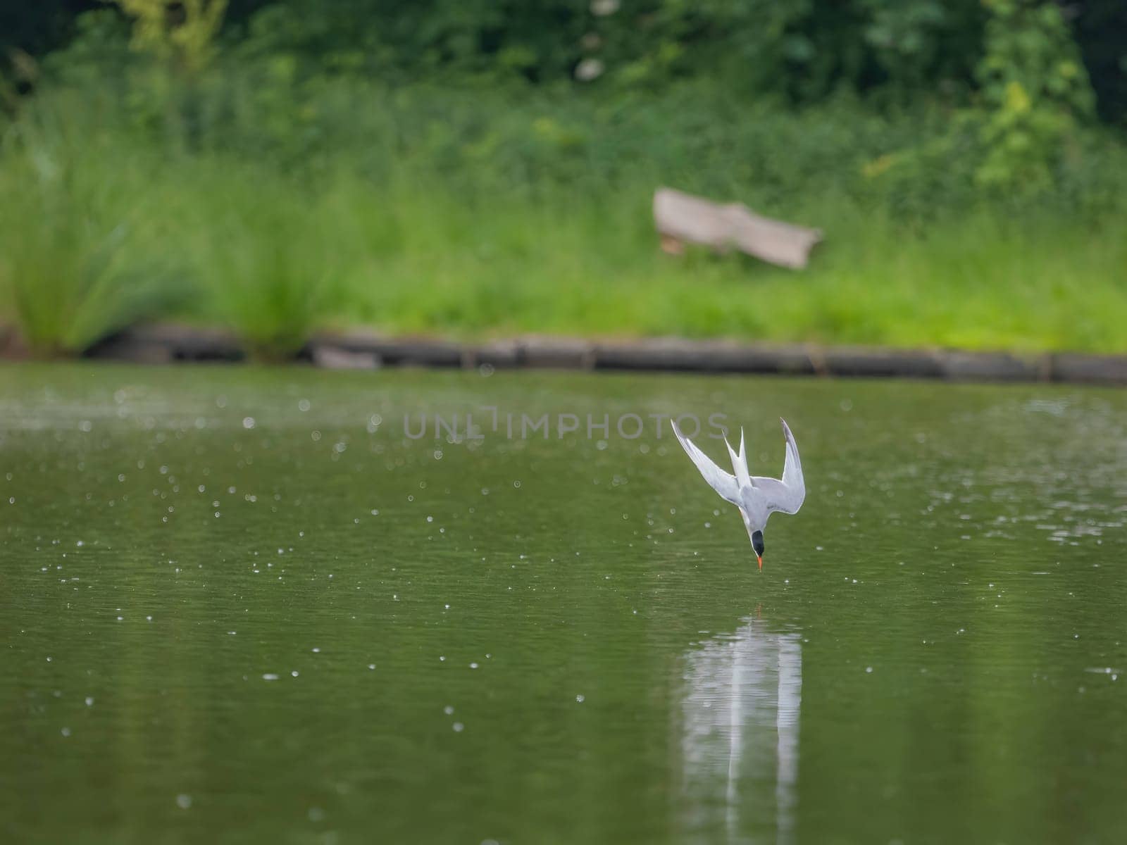 A Common Tern gracefully gliding through the air above the shimmering water, its wings outstretched as it searches for its next meal.