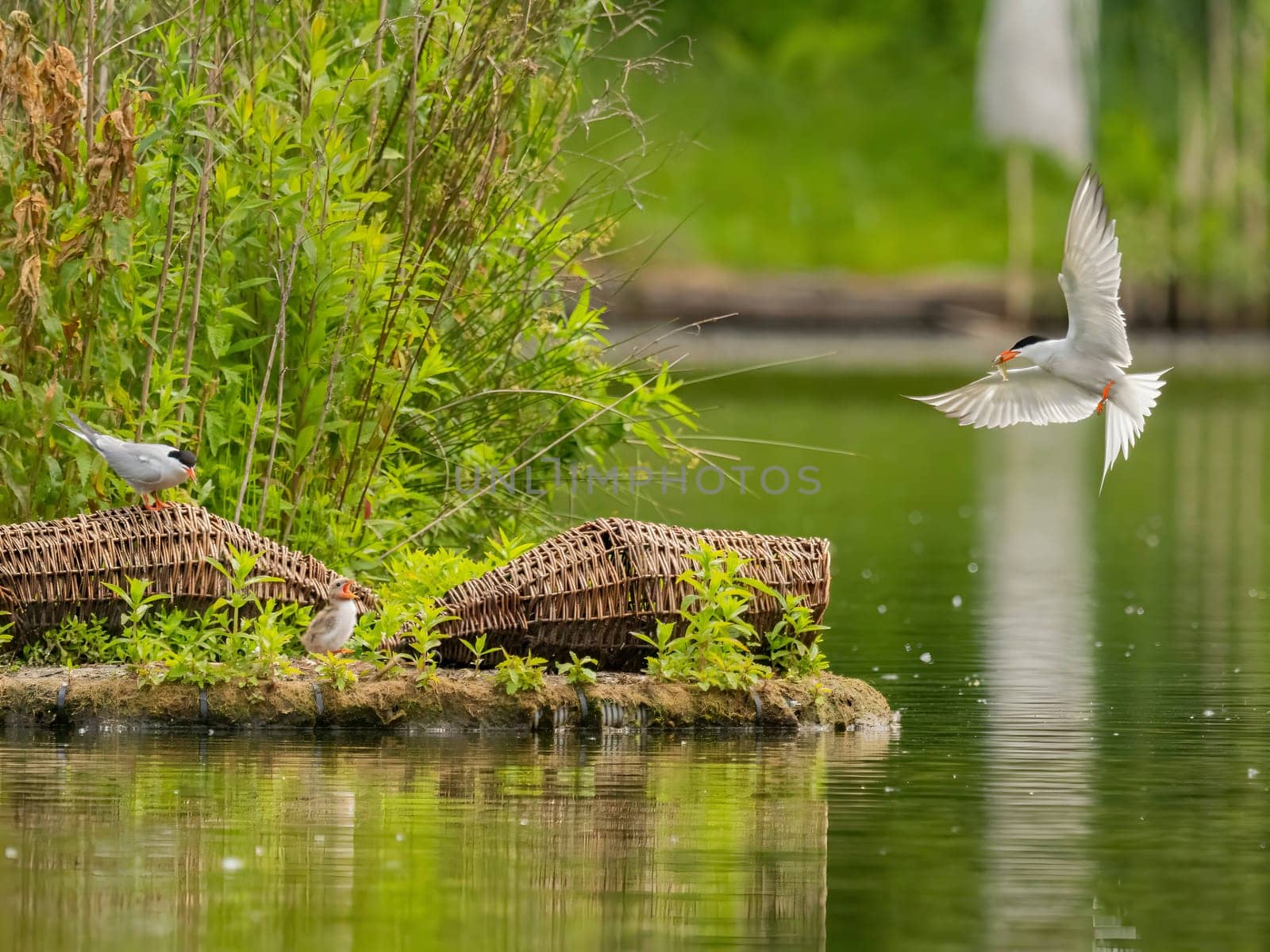 Common Tern in flight, gracefully capturing a fish in its beak.