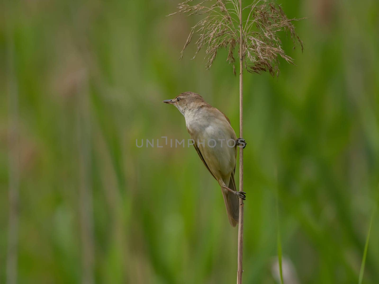 Great Reed Warbler perched on the reeds amidst lush green grasses.