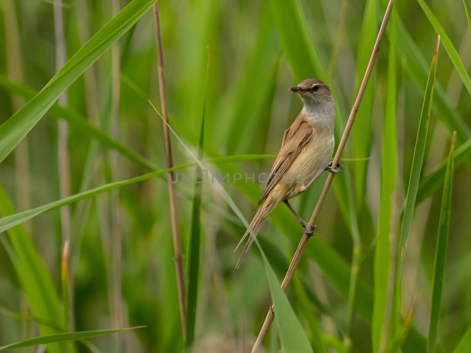 Great Reed Warbler perched on the reeds amidst lush green grasses.