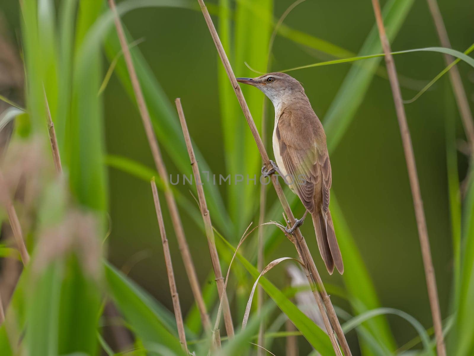 Great Reed Warbler perched on the reeds amidst lush green grasses.