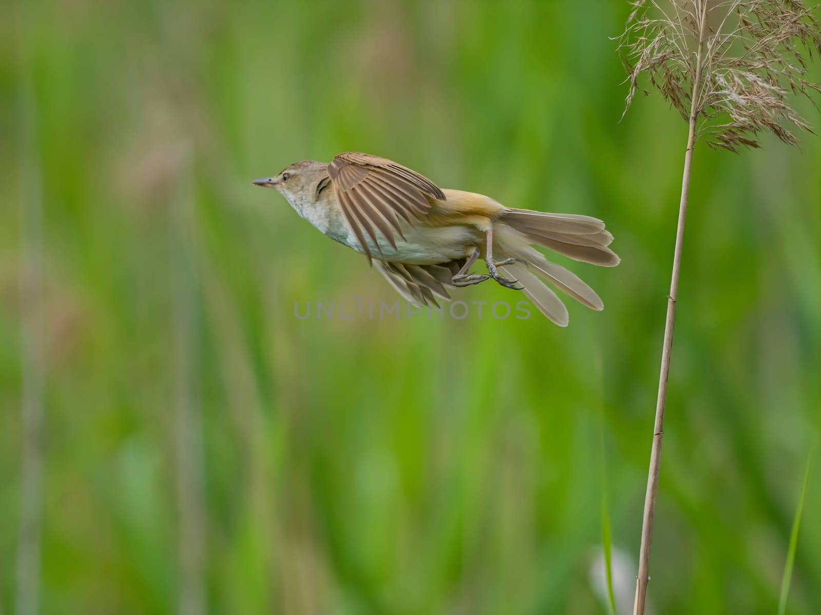 Great Reed Warbler taking flight with its wings gracefully folded.