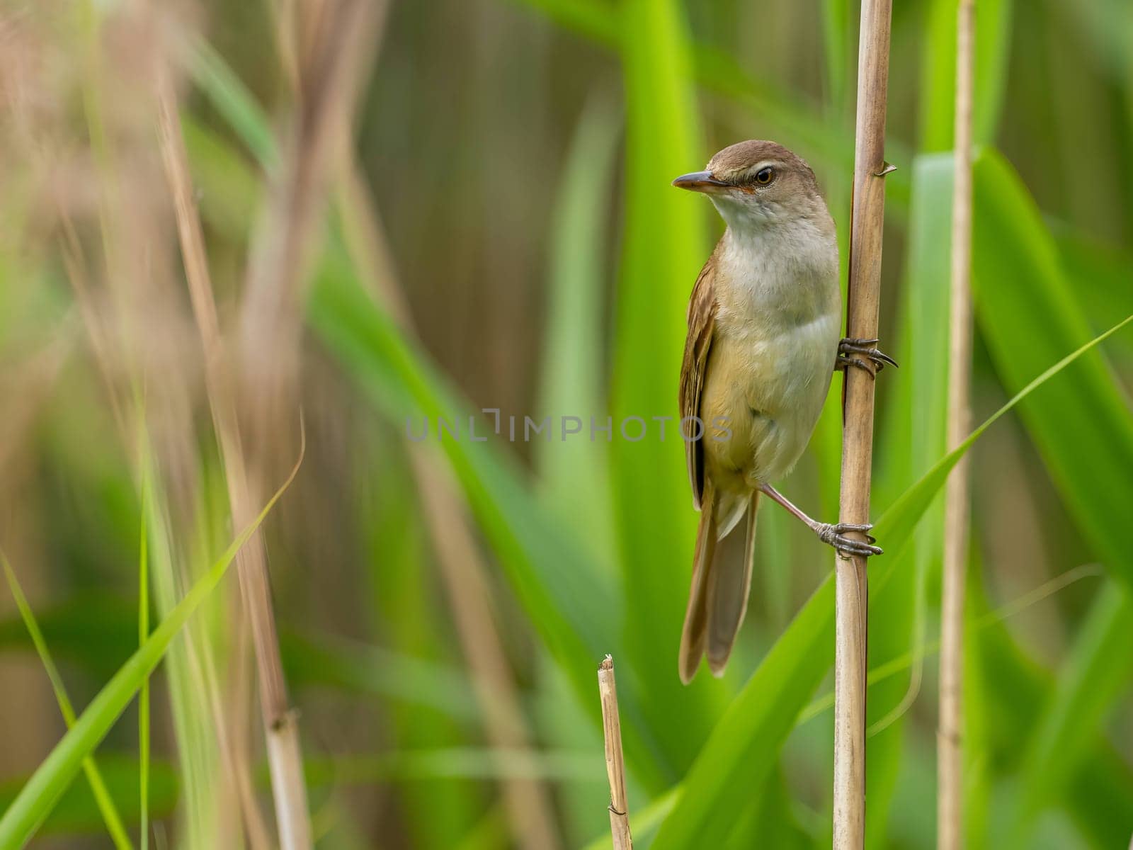 Great Reed Warbler perched on the reeds amidst lush green grasses.