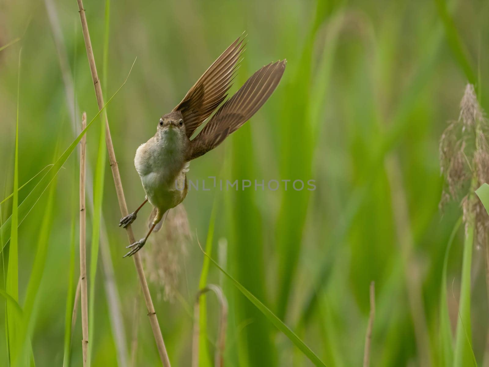 Great Reed Warbler perched on the reeds amidst lush green grasses.