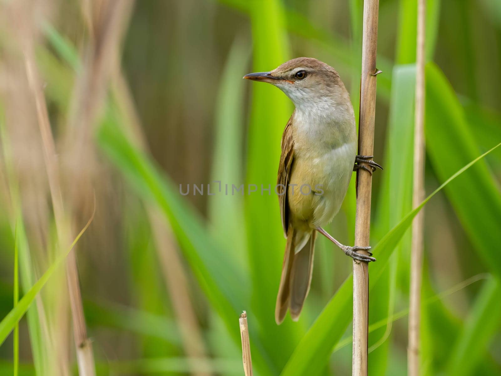 Great Reed Warbler perched on the reeds amidst lush green grasses.