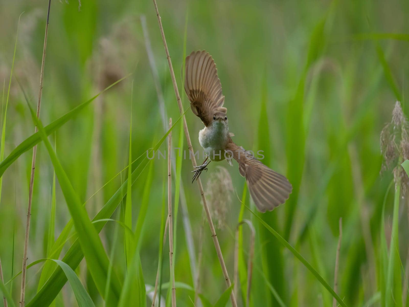 Great Reed Warbler taking flight with its wings gracefully folded.