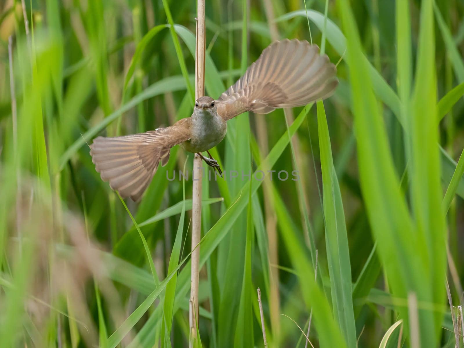 Great Reed Warbler taking flight with its wings gracefully folded.