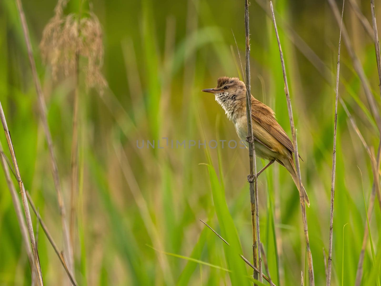 Great Reed Warbler perched on the reeds amidst lush green grasses.