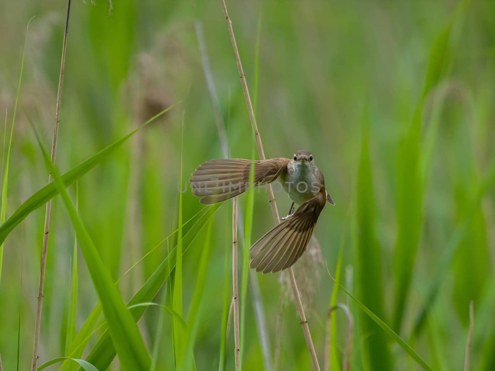 Great Reed Warbler taking flight with its wings gracefully folded.