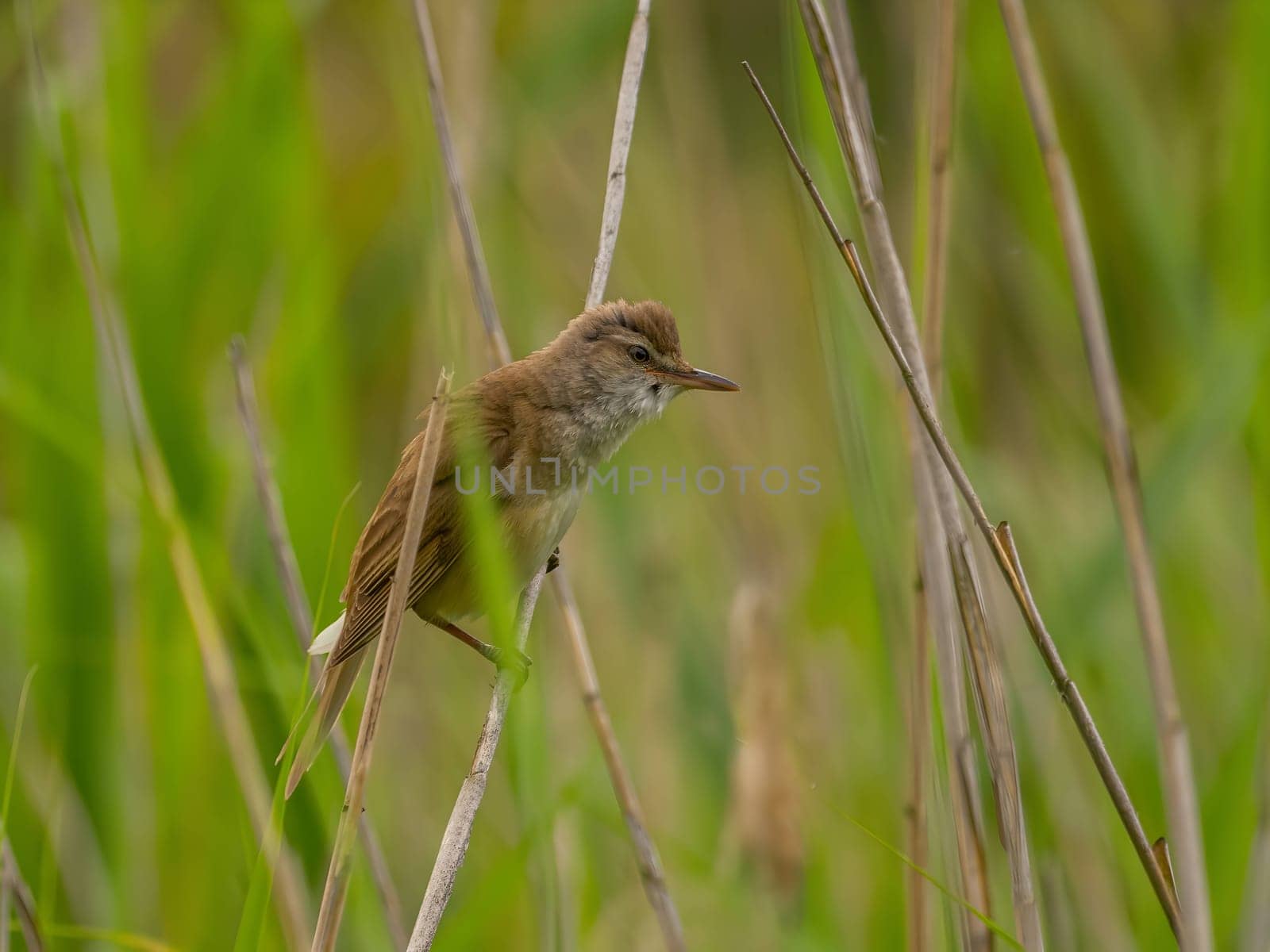 Great Reed Warbler perched on the reeds amidst lush green grasses.