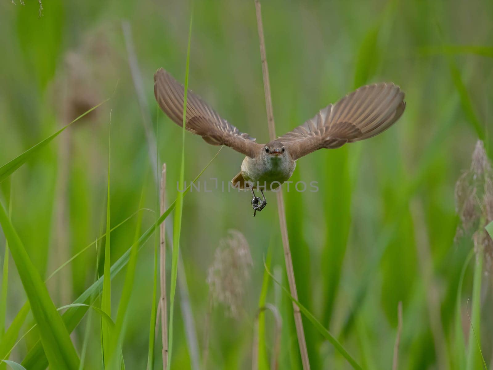 Great Reed Warbler taking flight with its wings gracefully folded.