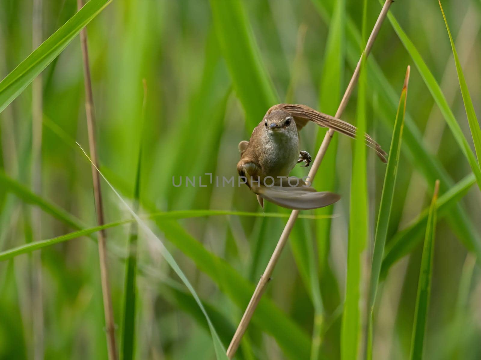 Great Reed Warbler taking flight with its wings gracefully folded.
