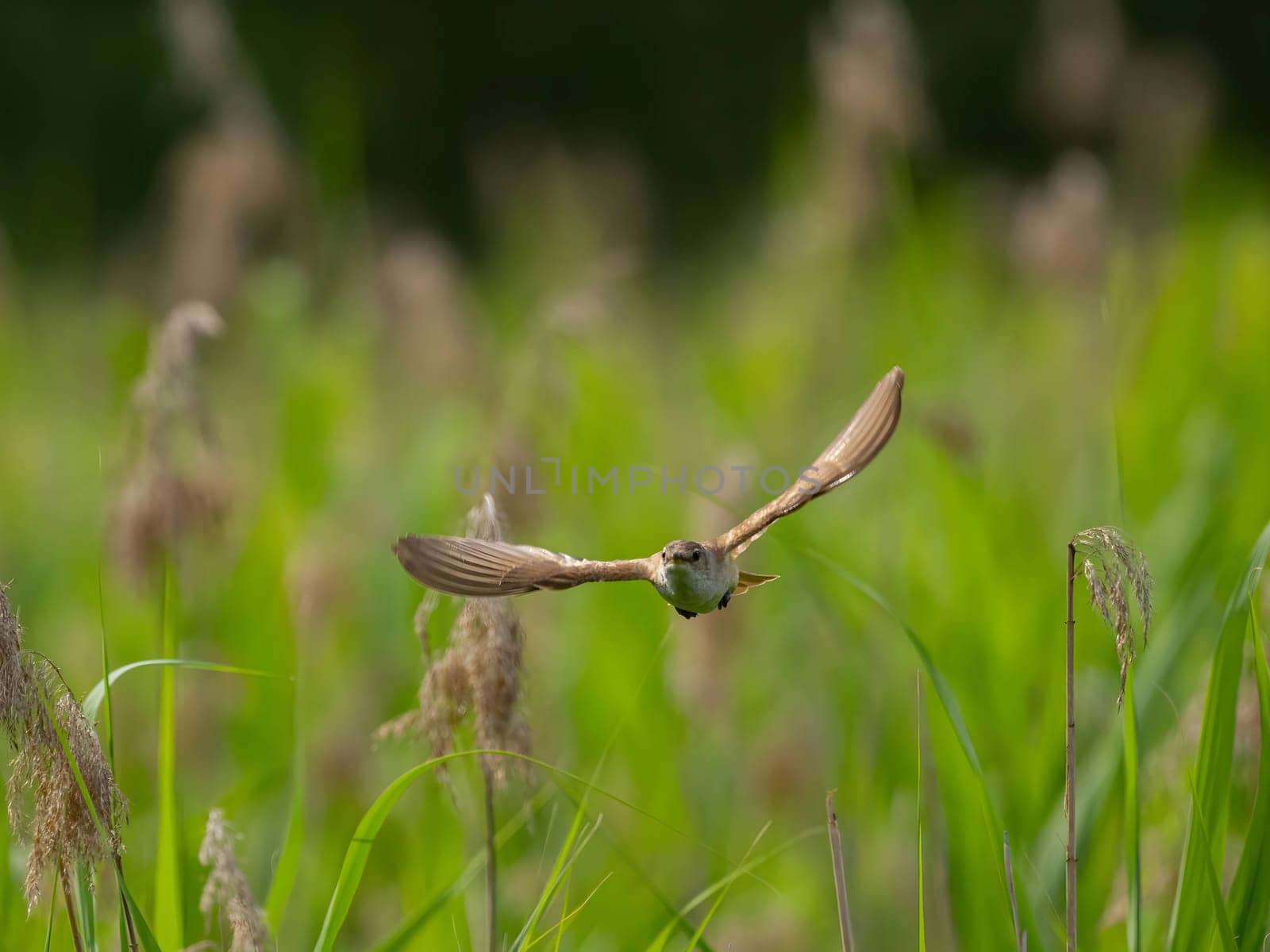Great Reed Warbler taking flight with its wings gracefully folded.