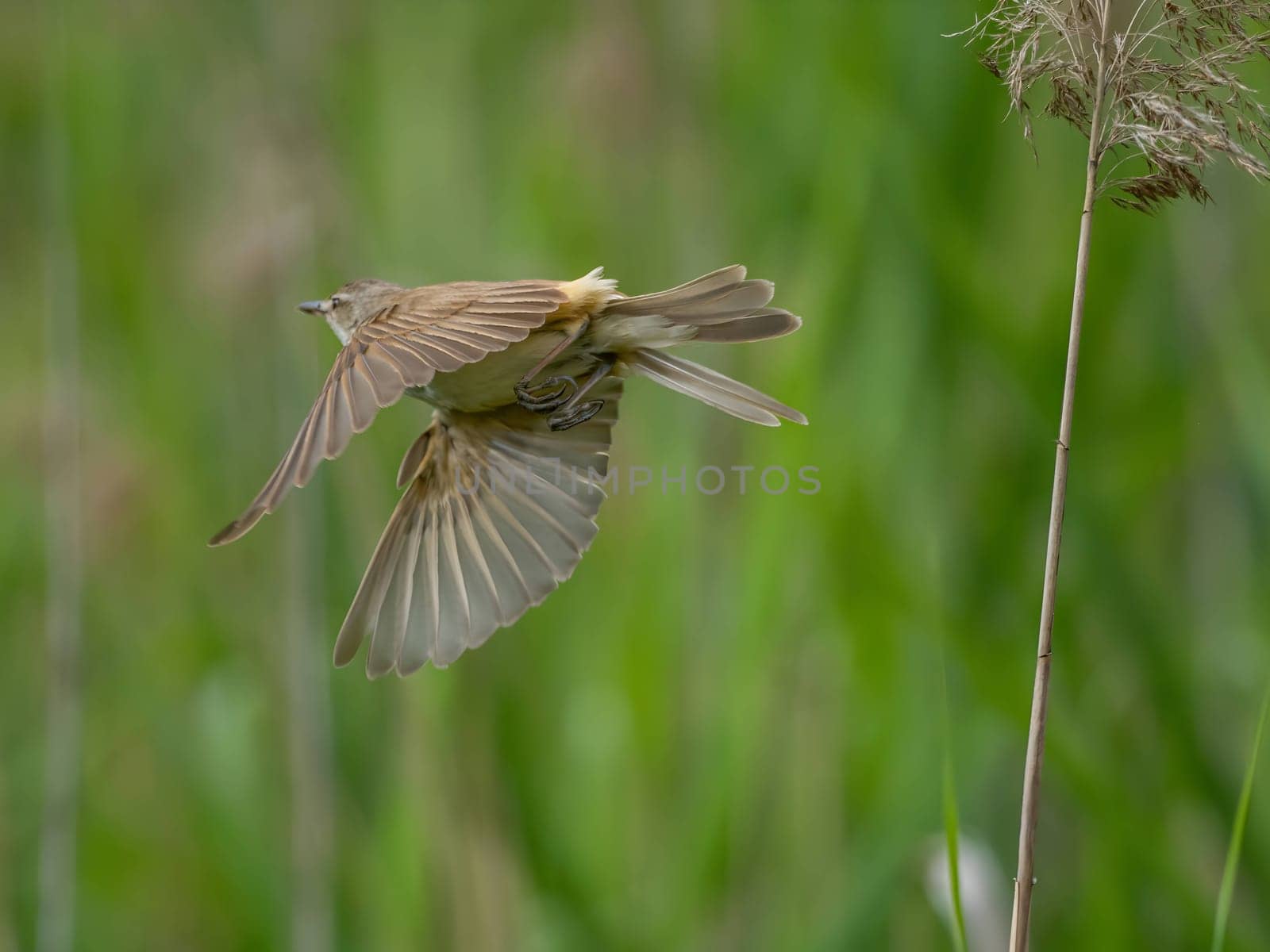 Great Reed Warbler taking flight with its wings gracefully folded.