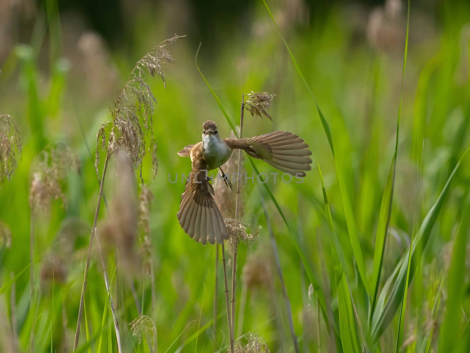 Great Reed Warbler taking flight with its wings gracefully folded.