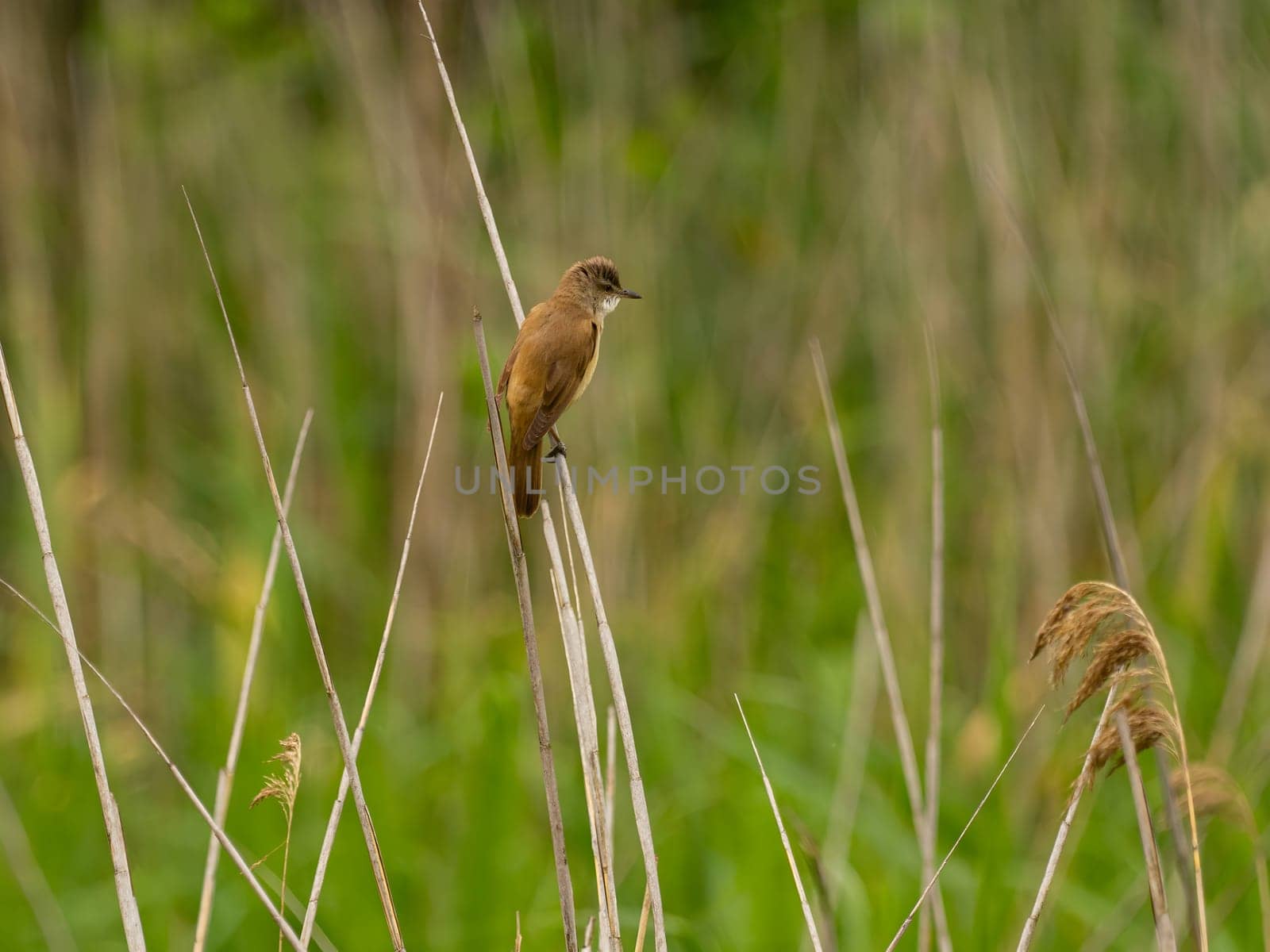 Great Reed Warbler perched on the reeds amidst lush green grasses.