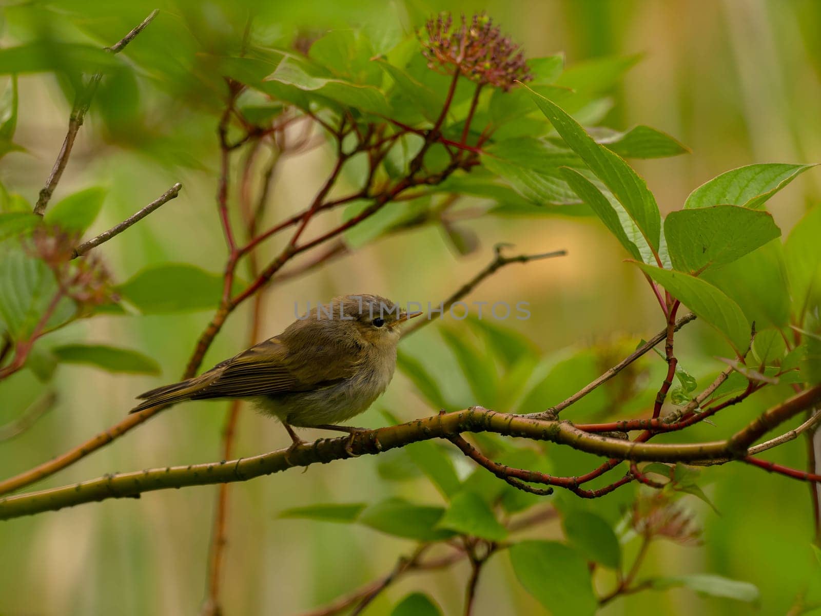 Tiny bird perched on a branch.