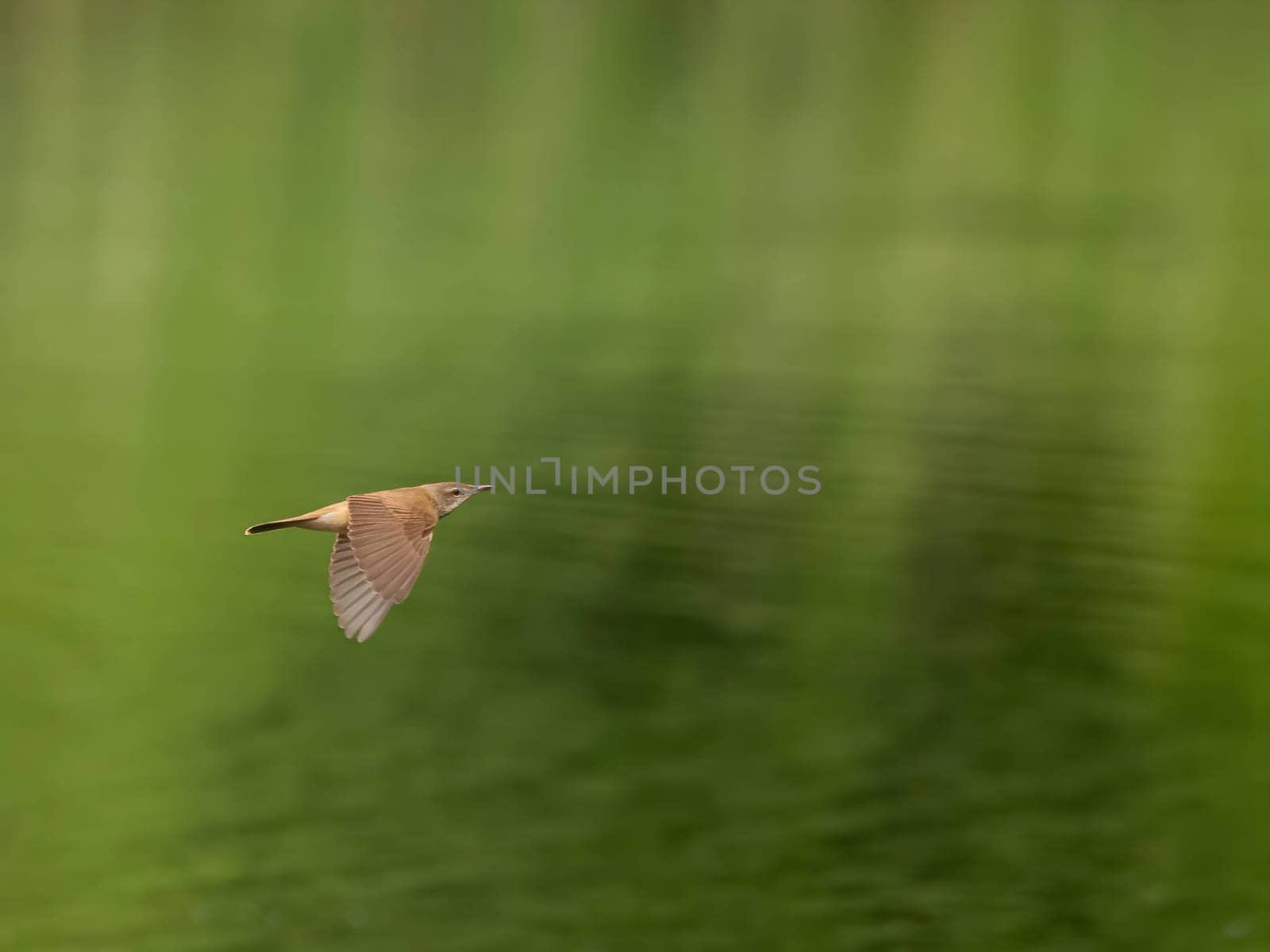 Great Reed Warbler perched on the reeds amidst lush green grasses.