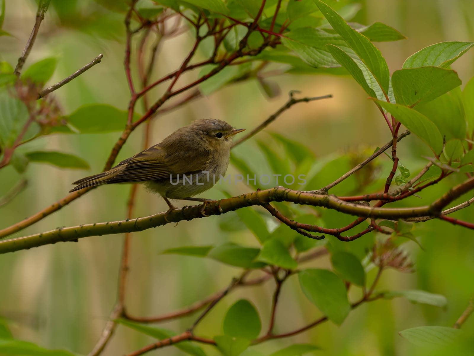 Tiny bird perched on a branch.