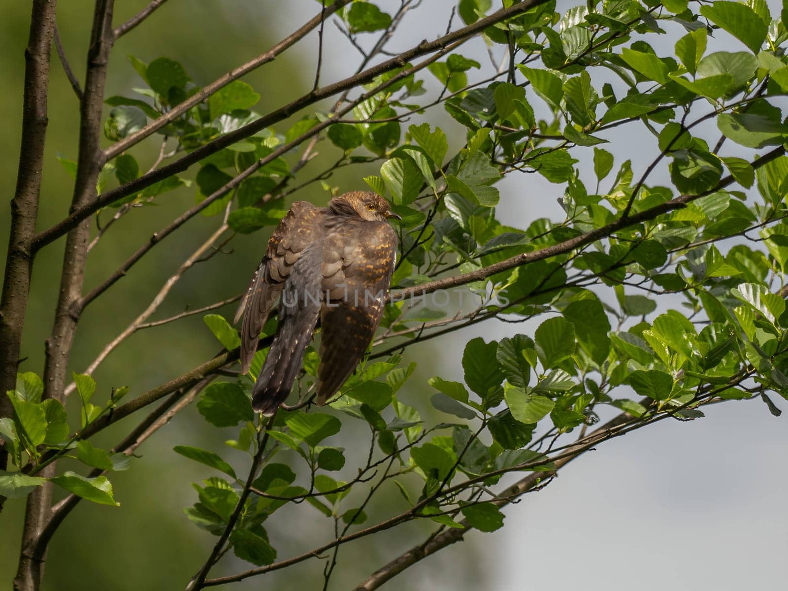 Common cuckoo perched gracefully on a tree branch.