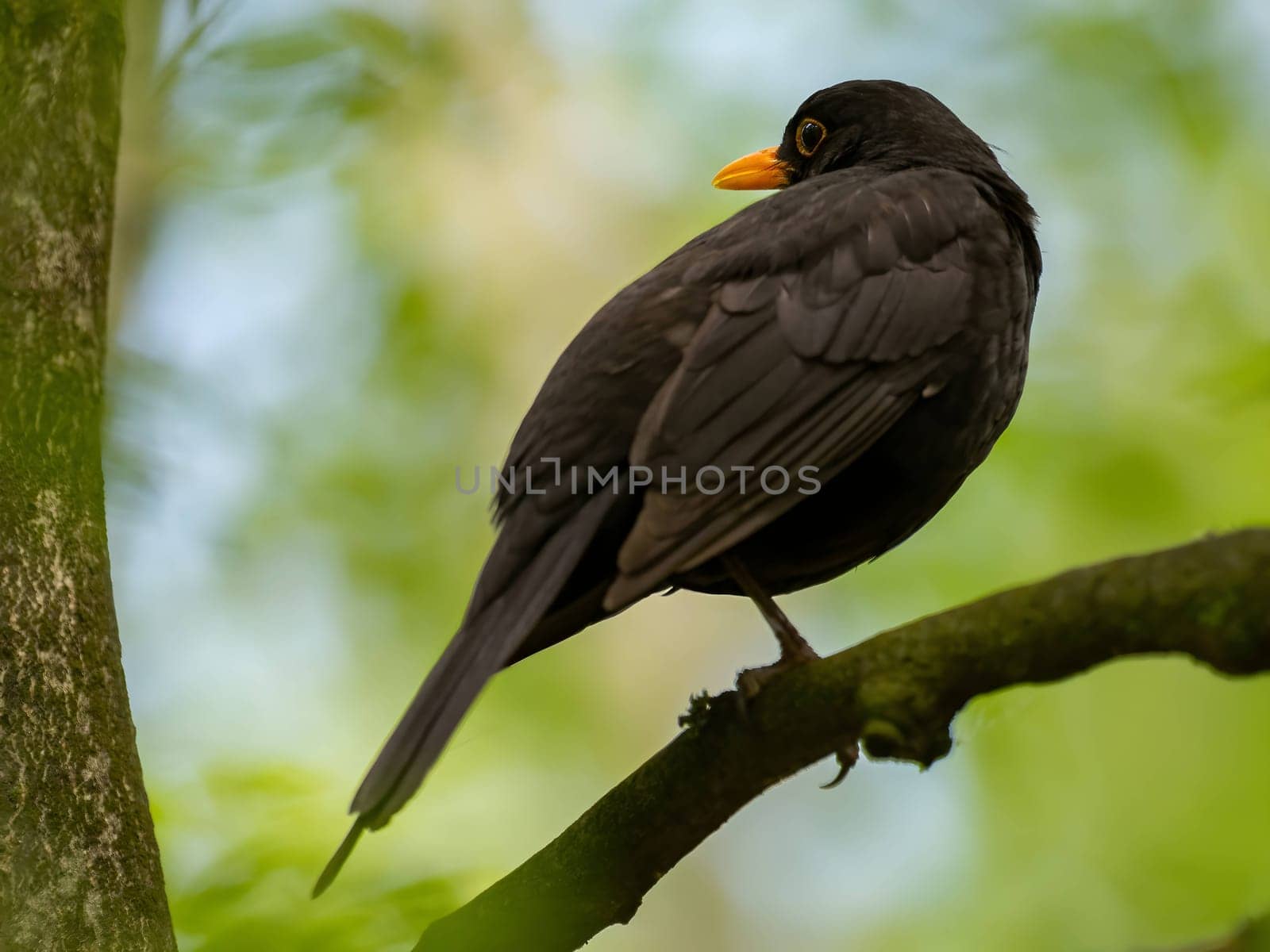 Common blackbird perched on a tree branch, background features blurred vegetation.