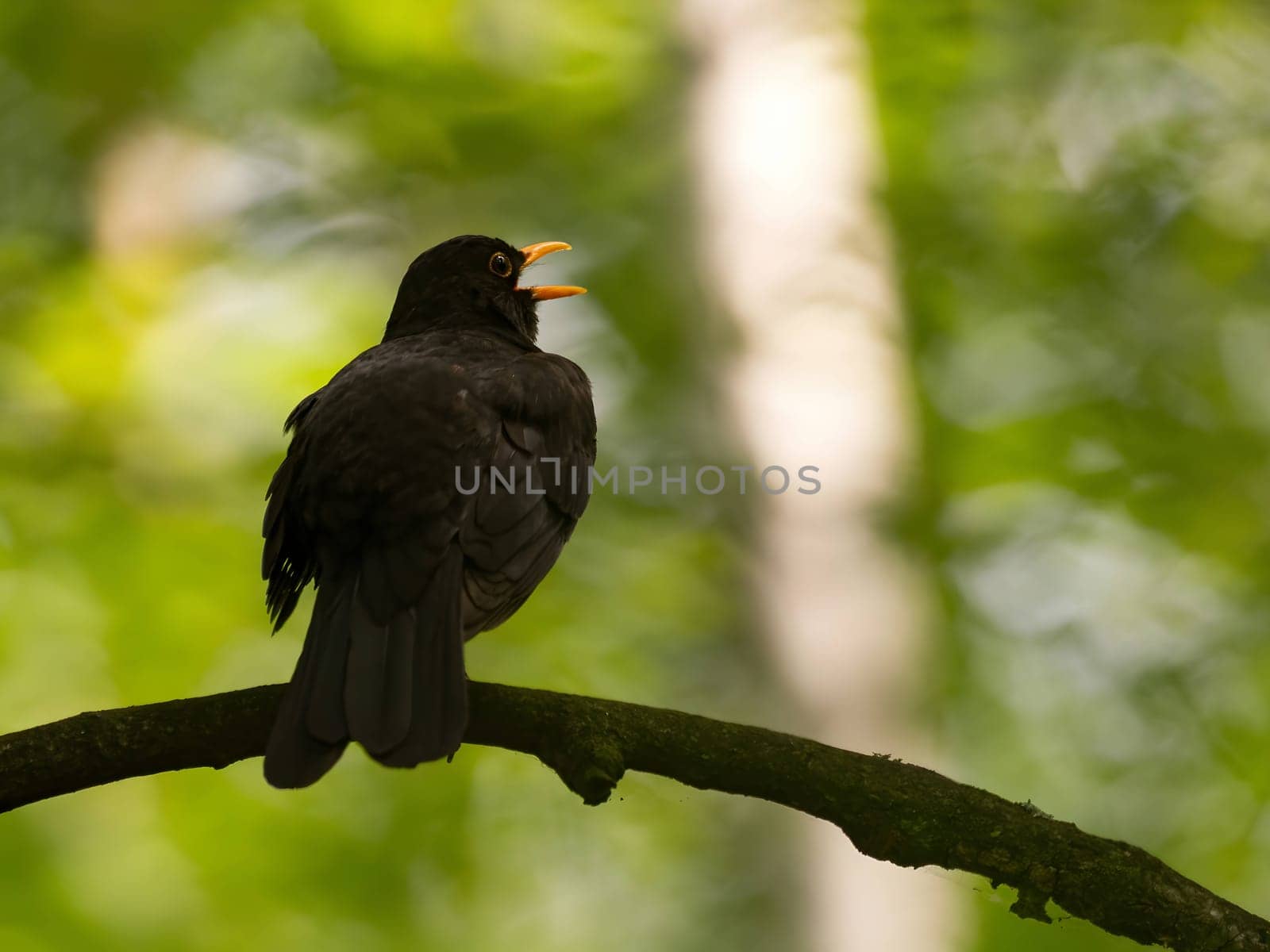 Common blackbird perched on a tree branch, background features blurred vegetation.