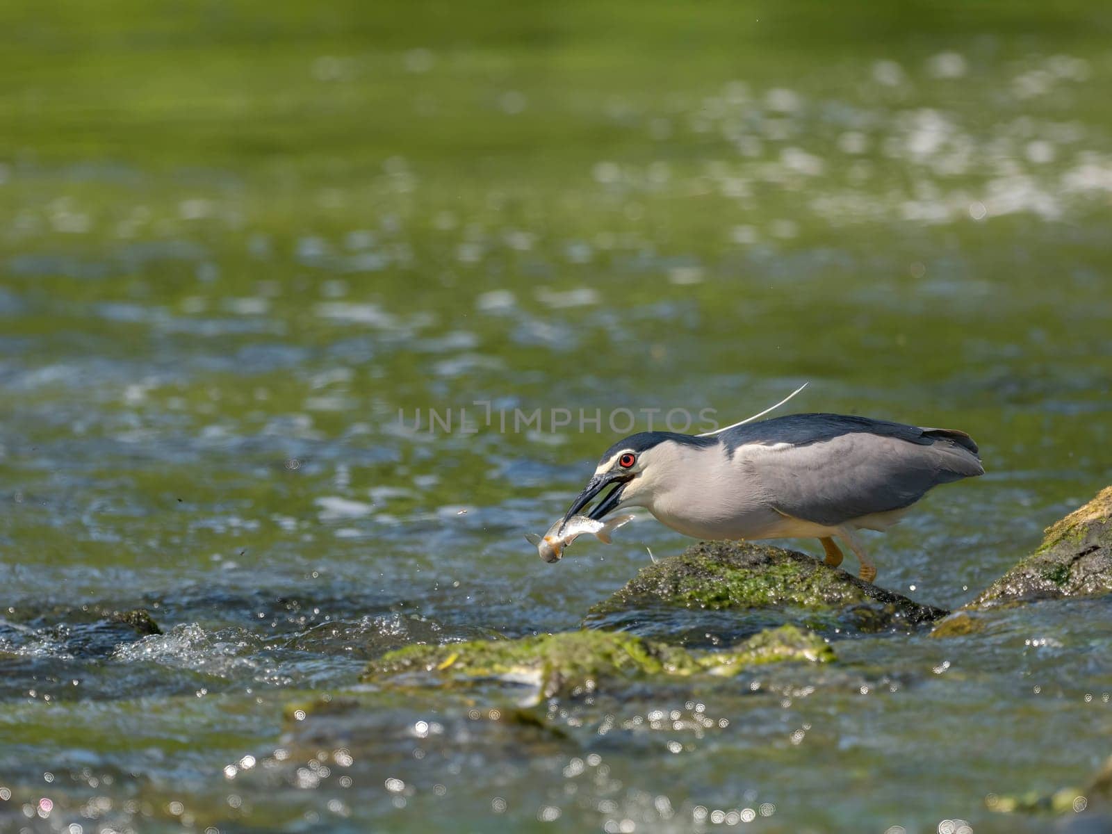 Black-crowned night heron capturing a fish in its beak.