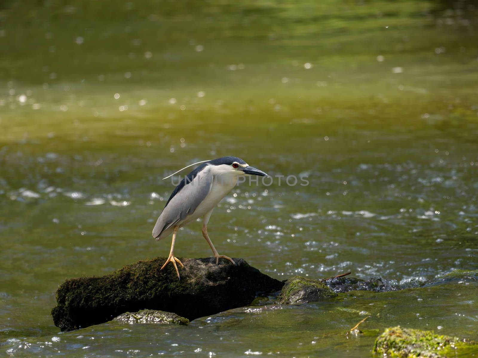 Black-crowned night heron perched on a rock in the water.