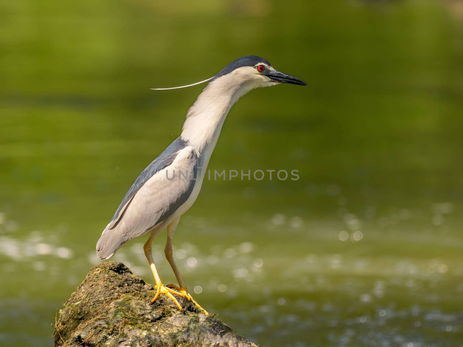 Black-crowned night heron perched on a rock in the water.