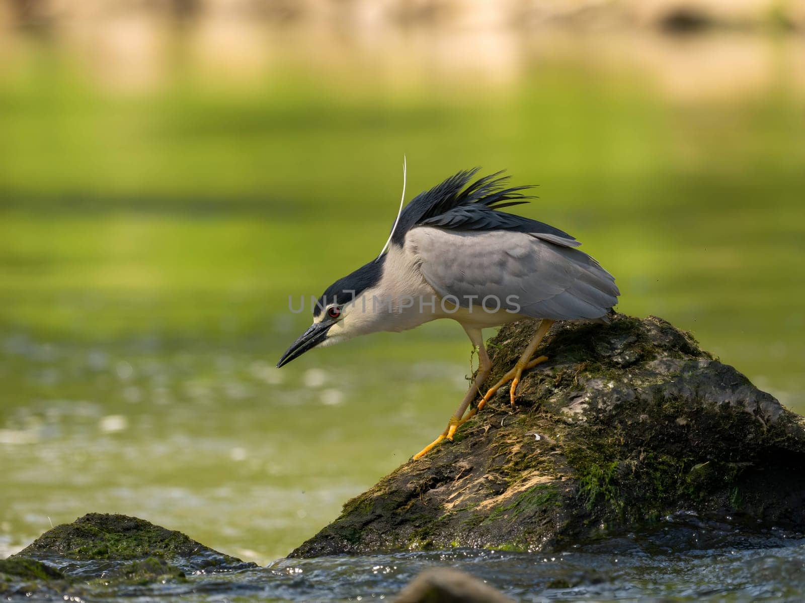 Black-crowned night heron perched on a rock in the water.