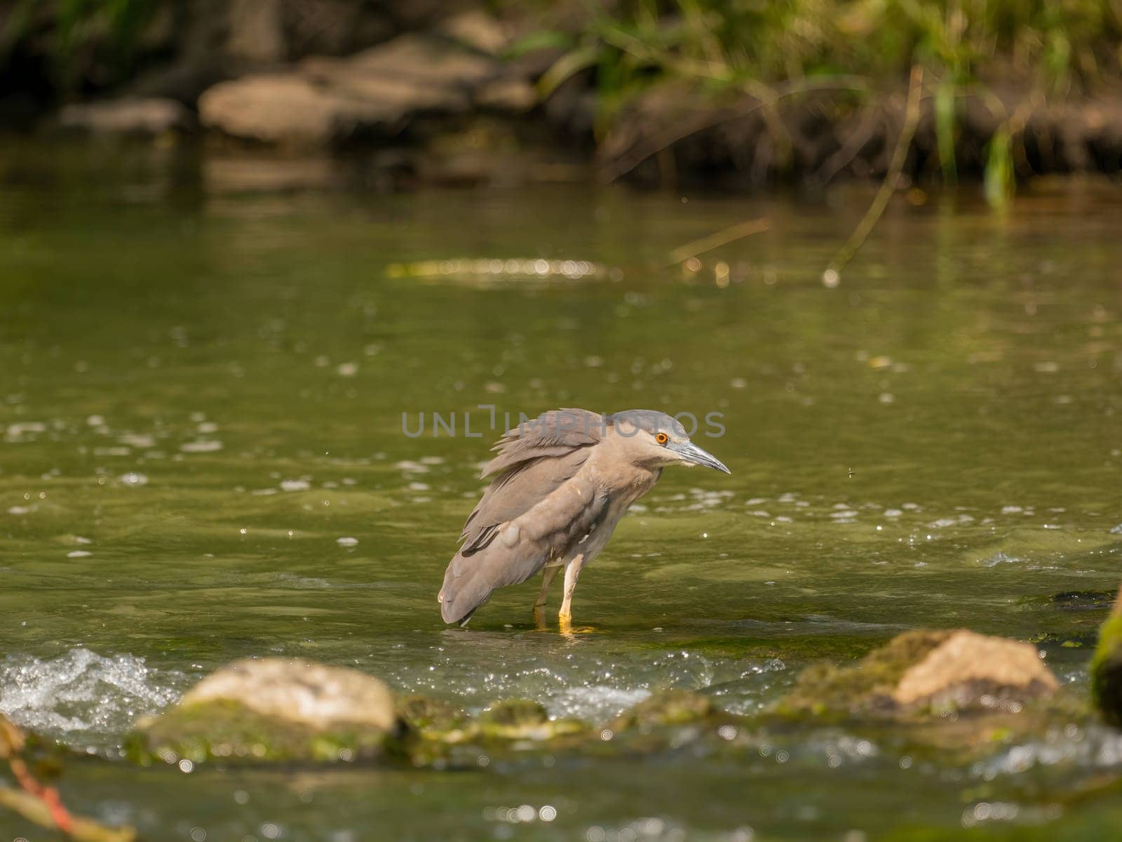 Black-crowned night heron perched on a rock in the water.