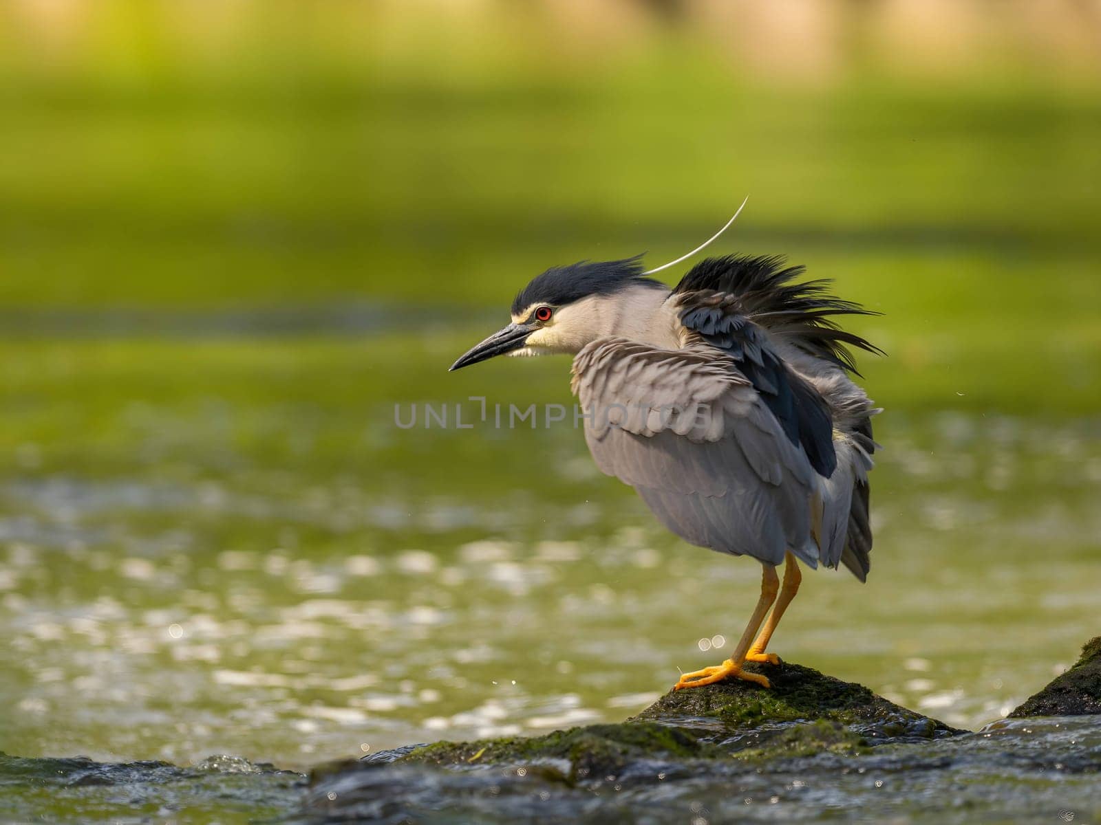 Black-crowned night heron perched on a rock in the water.