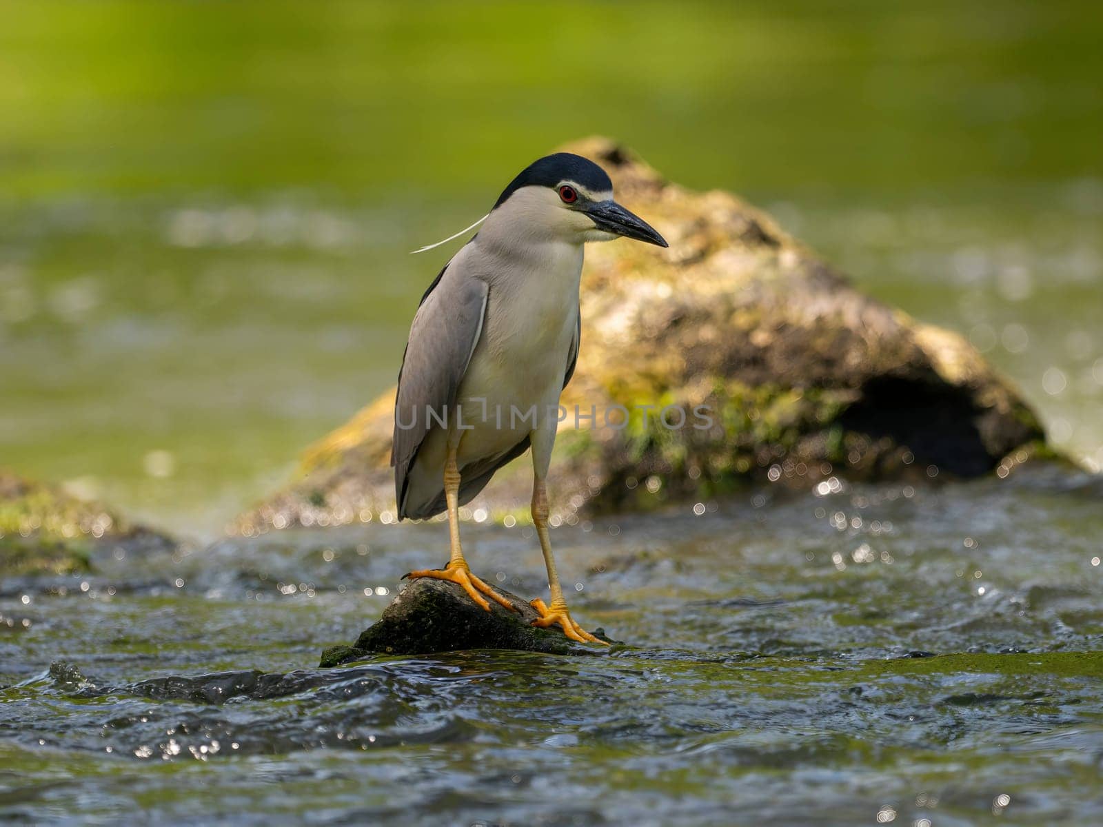 Black-crowned night heron perched on a rock in the water.