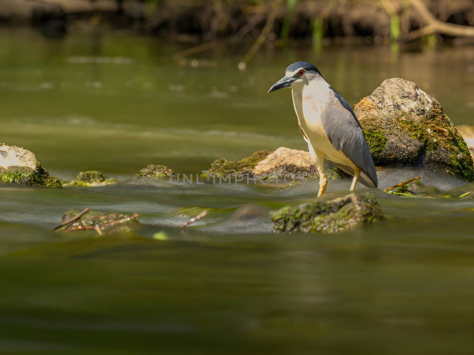 Black-crowned night heron perched on a rock in the water.