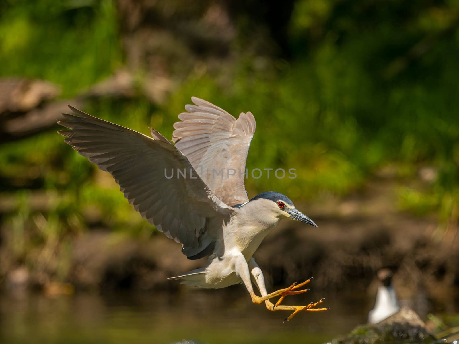 Black-crowned night heron soaring with outstretched wings.